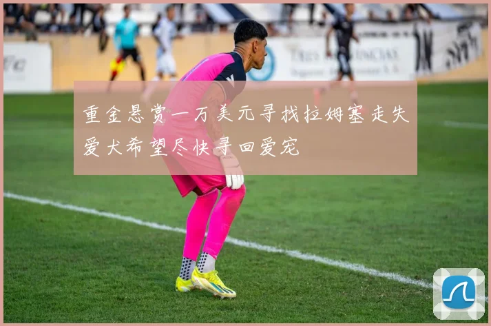 重金悬赏一万美元寻找拉姆塞走失爱犬希望尽快寻回爱宠